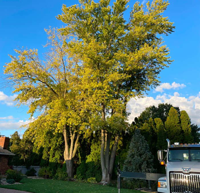 large tree in a property