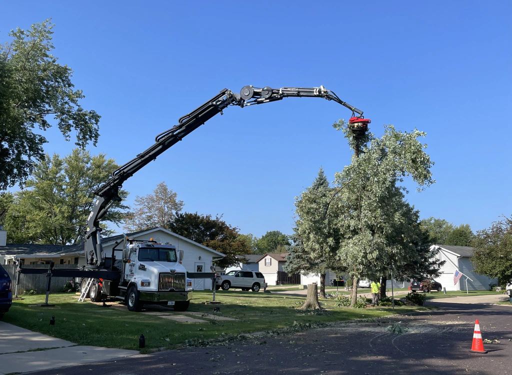 tree removal outside a property