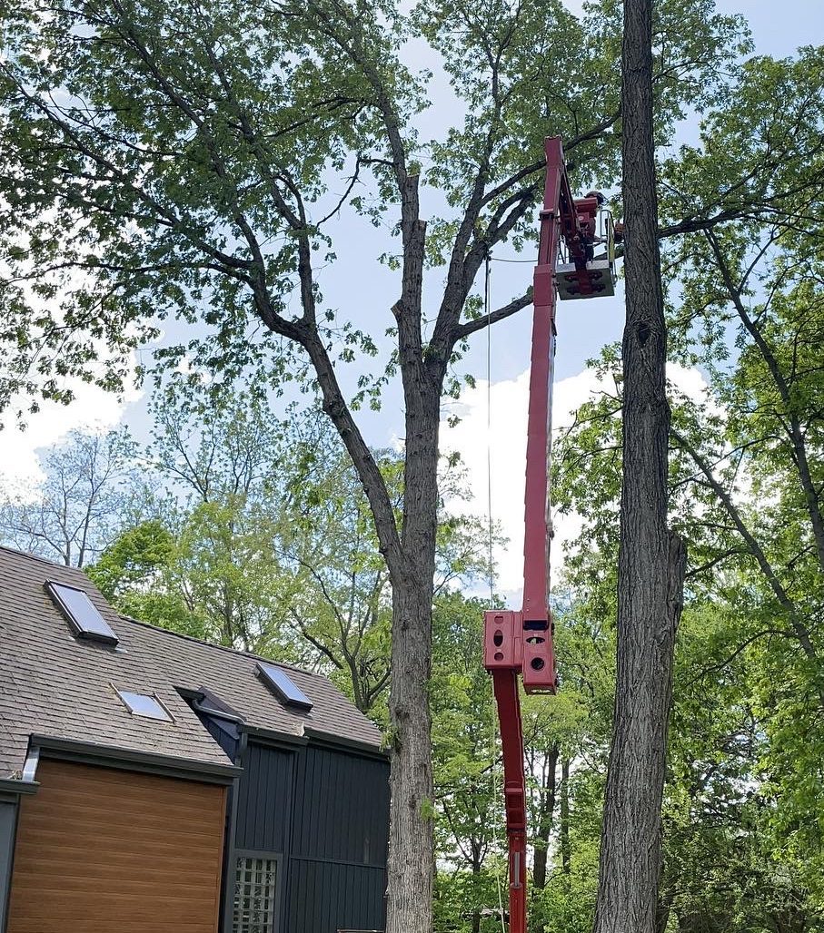 Peoria, IL Tree Removal